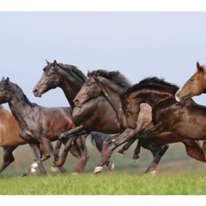 Seven Horse