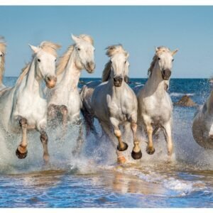 Seven Horse