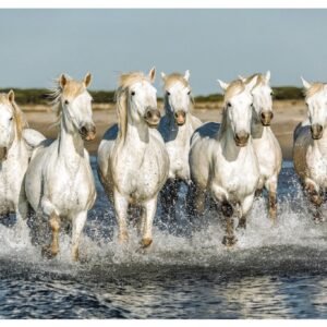Seven Horse