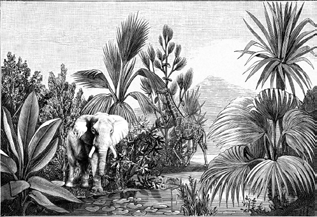 Tropical Chic Coll.-6 - Image 2